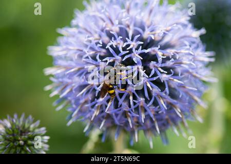 Un insecte noir et jaune sur la tête de fleur d'un chardon globe (Echinops) Banque D'Images