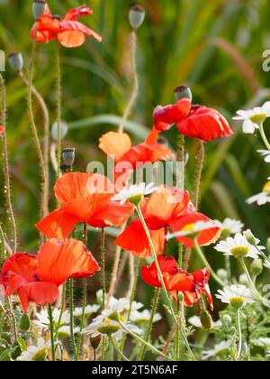 Beautiful red poppies growing amongst white daisies Banque D'Images