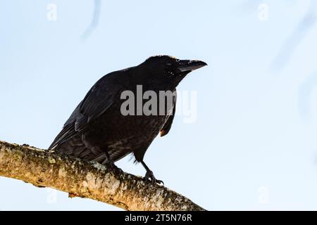 Corbeau à gros bec (Corvus macrorhynchos japonensis) de Hokkaido, Japon. Banque D'Images