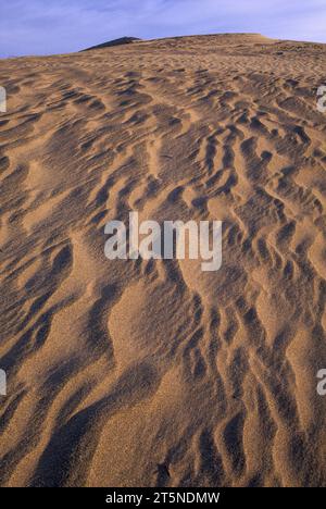 Dunes de sable à White Bluffs, Hanford Reach National Monument, Washington Banque D'Images