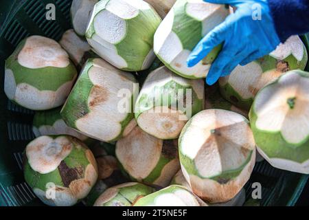 Ratchaburi, Thaïlande. 3 novembre 2023. Un ouvrier empile des noix de coco pelées dans une usine de noix de coco à Damnoen Saduak, province de Ratchaburi, Thaïlande, le 3 novembre 2023. Situé dans la province centrale de Ratchaburi en Thaïlande, à environ 100 km de Bangkok, Damnoen Saduak est bien connu pour son marché flottant centenaire. C'est également la principale région productrice de noix de coco parfumées de Thaïlande, connue pour son arôme unique et son goût sucré. POUR ALLER AVEC 'Feature : l'exportateur thaïlandais de noix de coco a de grands espoirs pour CIIE' crédit : Wang Teng/Xinhua/Alamy Live News Banque D'Images