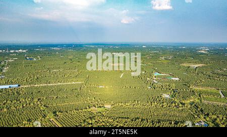 Ratchaburi. 3 novembre 2023. Cette photo aérienne prise le 3 novembre 2023 montre une plantation de cocotiers à Damnoen Saduak, province de Ratchaburi, Thaïlande. Situé dans la province centrale de Ratchaburi en Thaïlande, à environ 100 km de Bangkok, Damnoen Saduak est bien connu pour son marché flottant centenaire. C'est également la principale région productrice de noix de coco parfumées de Thaïlande, connue pour son arôme unique et son goût sucré. POUR ALLER AVEC 'Feature : l'exportateur thaïlandais de noix de coco a de grands espoirs pour CIIE' crédit : Wang Teng/Xinhua/Alamy Live News Banque D'Images