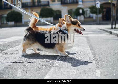 Couple d'adorables corgis marchant en laisse dans la rue de la ville Banque D'Images