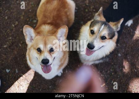 Corgis demande une collation. Couple de chiens mignons de Pembroke Welsh Corgi regardant vers le haut Banque D'Images