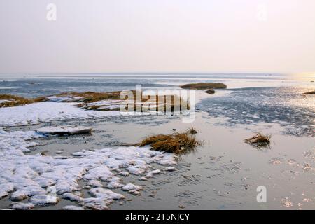 roseaux dans le vent et neige dans la mer, gros plan de la photo Banque D'Images