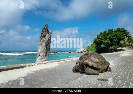 Tortue géante marchant sur la route près de la plage dans l'île de LaDigue, Seychelles Banque D'Images