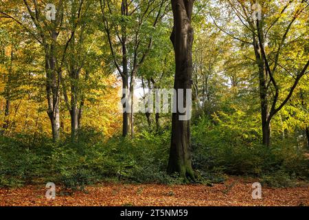 Automne dans une forêt sur la piste Ruhrhoehenweg dans les montagnes de l'Ardey près de Wetter sur la rivière Ruhr, Rhénanie du Nord-Westphalie, Allemagne. Herbst im Wald Am Banque D'Images