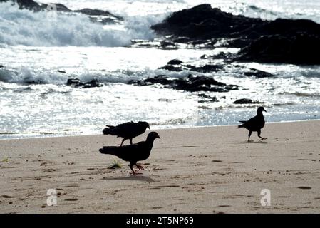 Groupe de pigeons, en silhouette, marchant sur le sable de la plage. La vie sauvage. Banque D'Images