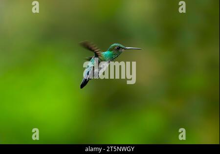 Colibri saphir bleu-chiné, Chlorestes notata, planant dans l'air avec fond vert Banque D'Images