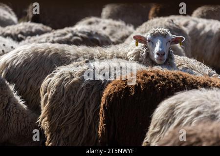 Les moutons paissent paisiblement dans la plume. Beaucoup de beaux agneaux. Les rayons du soleil illuminent la laine blanche, noire et brune des brebis. Ils hu Banque D'Images