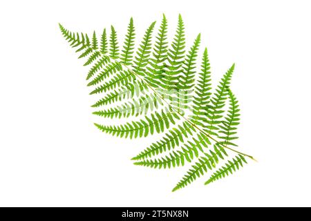 Bracken ou fougère aigle frond vert isolé sur fond blanc. Plante Pteridium aquilinum. Banque D'Images