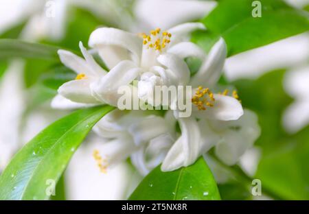 Fleurs et bourgeons blancs d'arbre orange bouquet avec des gouttes d'eau. Calamondin fleurit sur le fond de jardin flou. Banque D'Images