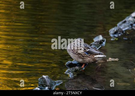 Une famille de canards, oies nage dans un canal d'eau, rivière, lac. Beaucoup de roseaux et de nénuphars. De beaux canards flottent le long de la rivière, lac, eau cha Banque D'Images