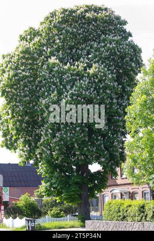 Gewöhnliche Rosskastanie, Rosskastanie, Ross-Kastanie, Kastanie, blühend, Blüten, Aesculus hippocastanum, châtaignier, châtaignier, conker, Banque D'Images