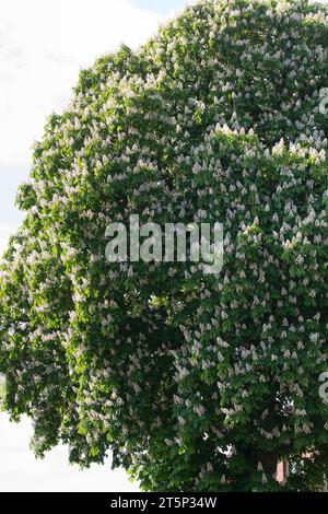 Gewöhnliche Rosskastanie, Rosskastanie, Ross-Kastanie, Kastanie, blühend, Blüten, Aesculus hippocastanum, châtaignier, châtaignier, conker, Banque D'Images