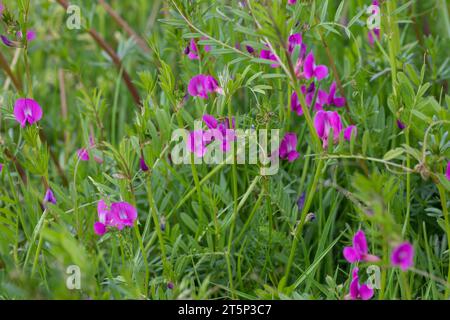 Saat-Wicke, Saatwicke, Futter-Wicke, Futterwicke, Vicia sativa, vetch commune, vetch de jardin, tare, vetch Banque D'Images