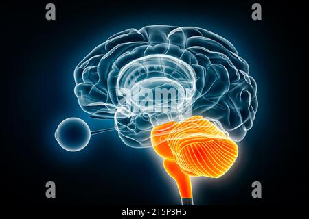 Illustration du rendu 3D de la vue radiographique du cerveau arrière ou du rhombencéphale. Anatomie du cerveau humain et du système nerveux, médical, santé, biologie, science, neur Banque D'Images