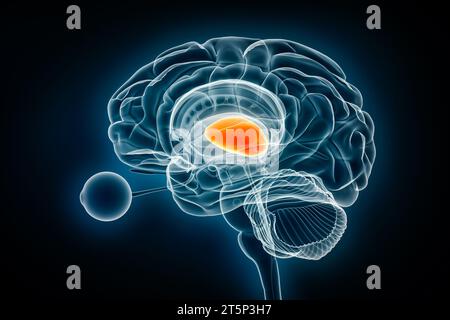 Illustration du rendu 3D de la vue radiographique du profil thalamus. Anatomie du cerveau humain et du système nerveux, médical, santé, biologie, science, neurosciences, ne Banque D'Images