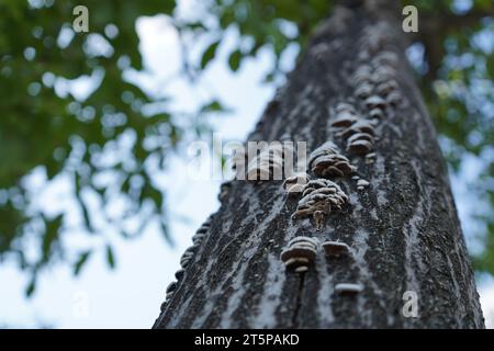 Split Gill (Schizophyllum commune) est une espèce de champignon. Un plan rapproché de champignons sur l'arbre . Banque D'Images