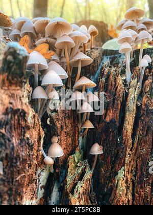 Souche avec des champignons dans la forêt d'automne. Paysage champignon, économiseur d'écran. Banque D'Images