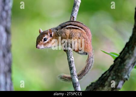 Un Chipmunk de l'est se perche sur une branche d'arbre dans une forêt du Massachusetts. Banque D'Images