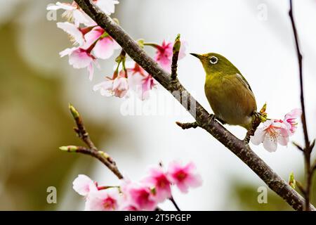 Œil blanc de Warbeling (Zosterops japonicus) d'Amami Oshima, aux îles Ryukyu, au sud du Japon. Banque D'Images