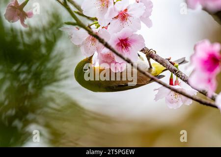 Œil blanc de Warbeling (Zosterops japonicus) d'Amami Oshima, aux îles Ryukyu, au sud du Japon. Banque D'Images