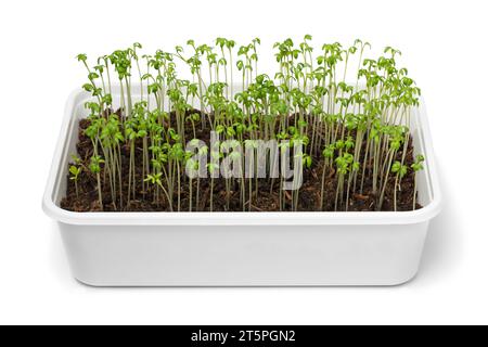 Boîte blanche avec des pousses de cresson vert frais de jardin Homegrown gros plan isolé sur fond blanc Banque D'Images