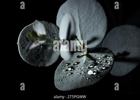 Feuilles d'eucalyptus avec des gouttelettes d'eau dans l'obscurité Banque D'Images