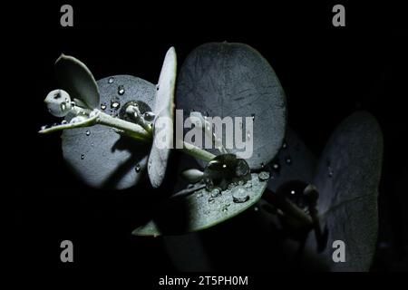 Feuilles d'eucalyptus avec des gouttelettes d'eau dans l'obscurité Banque D'Images