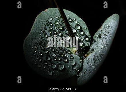 Feuilles d'eucalyptus avec des gouttelettes d'eau dans l'obscurité Banque D'Images