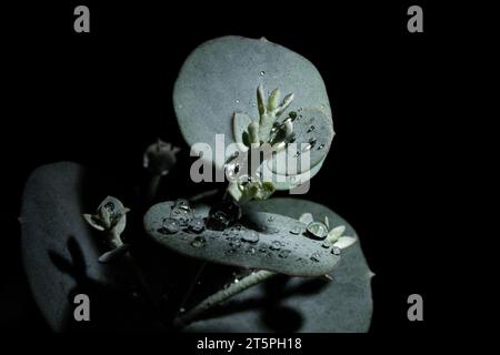 Feuilles d'eucalyptus avec des gouttelettes d'eau dans l'obscurité Banque D'Images