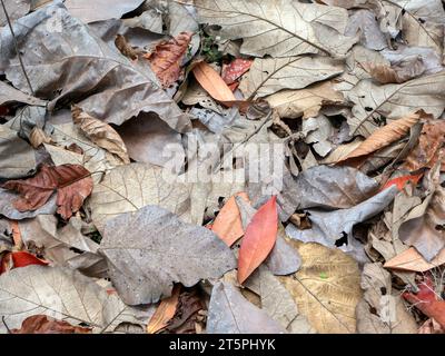 Feuilles de teck sèches sur le sol de la forêt pour fond naturel. Banque D'Images