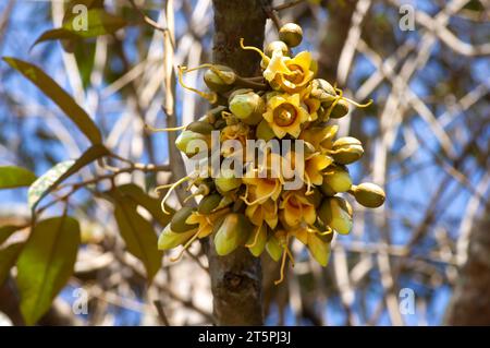 Fleurs duriennes (Durio zibethinus), roi des fruits, fleurissant de la branche d'arbre. Banque D'Images