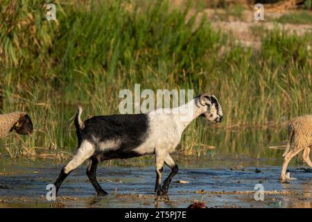 Chèvres paissant au bord du ruisseau. Moutons et chèvres marchant dans l'eau en Turquie Banque D'Images