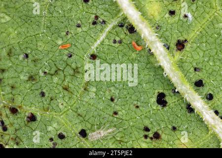 Les larves de petites mouches moucherons ou moucherons (Cecidomyiidae) mangent les spores de rouille du tournesol. Une maladie fongique du tournesol. Banque D'Images