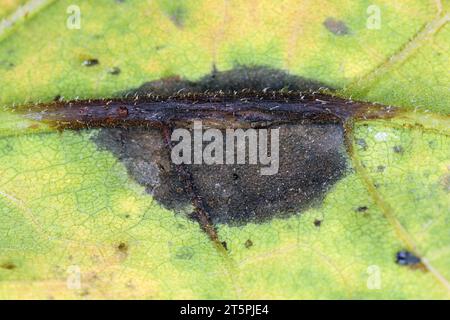 Plante de tournesol infectée par des bactéries pathogènes - pourriture bactérienne de la tige Pectobacterium carotovorum, subsp. Carotovorum et P. atrosepticum. Banque D'Images