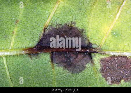 Plante de tournesol infectée par des bactéries pathogènes - pourriture bactérienne de la tige Pectobacterium carotovorum, subsp. Carotovorum et P. atrosepticum. Banque D'Images