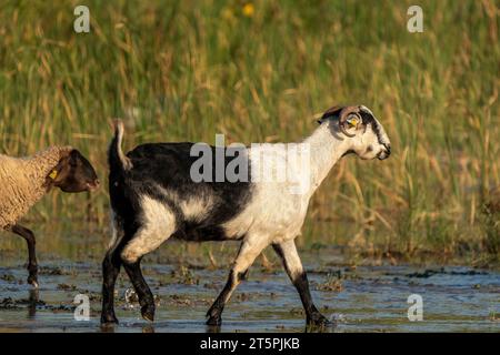 Chèvres paissant au bord du ruisseau. Moutons et chèvres marchant dans l'eau en Turquie Banque D'Images