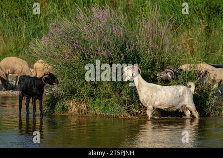 Chèvres paissant au bord du ruisseau. Moutons et chèvres marchant dans l'eau en Turquie Banque D'Images