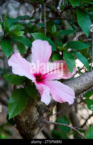 Gros plan de fleurs roses Banque D'Images