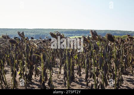 Les tournesols mûrs poussent dans le champ. Banque D'Images