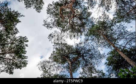 Vue à faible angle de grands pins dans la forêt du parc national en Belgique. Banque D'Images