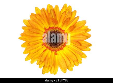 Une fleur de gerbera jaune sur blanc Banque D'Images