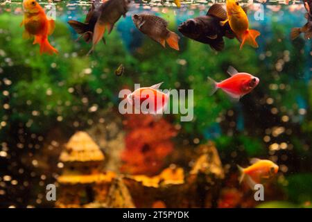 black moor goldfish, goldfish, gourami  in freshwater aquarium with water plants Stock Photo