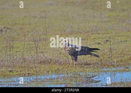 WESTERN Marsh Harrier chasse dans une zone humide. Banque D'Images