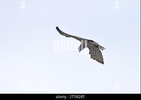 Snake Eagle à bout court à la recherche de proies dans le ciel. Circaetus gallicus. Oiseaux de Turquie Banque D'Images