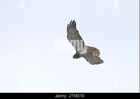 Snake Eagle à bout court à la recherche de proies dans le ciel. Circaetus gallicus. Oiseaux de Turquie Banque D'Images