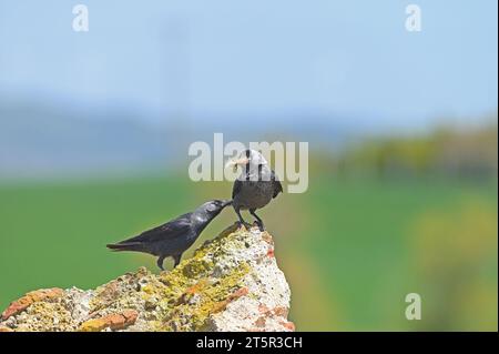 Jackdaw occidental avec de la laine dans la bouche. Deux Western Jackdaws sur le rocher. Fond vert et bleu. Coloeus monedula Banque D'Images