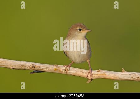 La Paruline de Cetti sur une branche. Cettia cetti Banque D'Images